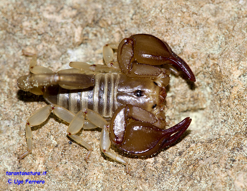 Euscorpius sicanus